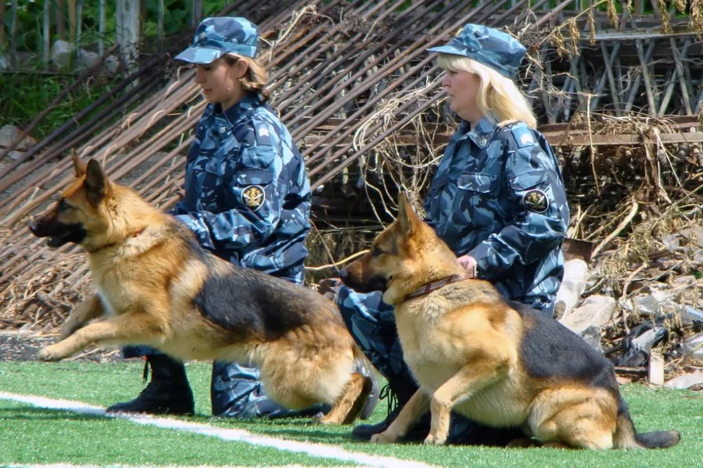 Кинолог Кинолог